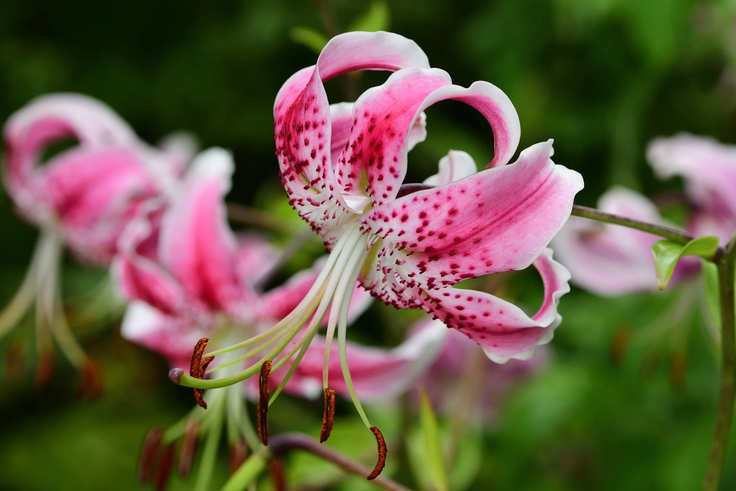 Lilium speciosum rubrum - Omnia Botanica